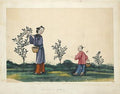 Dry Huo Mountain Yellow Tea leaves from Lake Missoula Tea Company, showcasing golden-yellow processed tea leaves.
