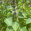 Fresh Holy Basil tea plant from Lake Missoula Tea Company, vibrant green leaves suitable for herbal tea infusions.