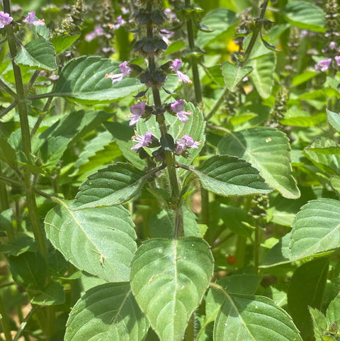 Fresh Holy Basil tea plant from Lake Missoula Tea Company, vibrant green leaves suitable for herbal tea infusions.