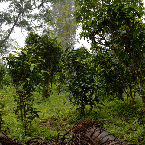 Wild tea trees with lush foliage for Sangamon Sunset Red tea by Lake Missoula Tea Company.