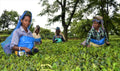 Fresh Nuxalbari CTC tea leaves being hand-picked for Lake Missoula Tea Company in a lush tea garden.