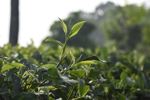 Fresh green Darjeeling tea leaves with a bud from Lake Missoula Tea Company, showcasing vibrant, tender tea leaves.
