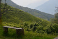 Panda Ruby Red organic tea leaves from Lake Missoula Tea Company, grown on a Nepalese tea farm.