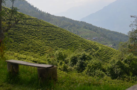 Panda Ruby Red organic tea leaves from Lake Missoula Tea Company, grown on a Nepalese tea farm.