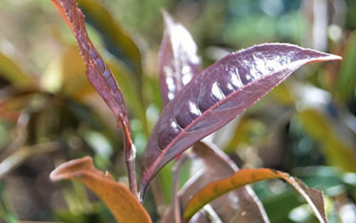 Hand Rolled Purple image 1