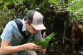A cup of Mountain Spring Green tea from Lake Missoula Tea Company with fresh green tea leaves and a scenic mountain spring background.