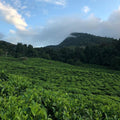 Birdsong Black tea from Lake Missoula Tea Company, showing fresh tea leaves on a Colombian mountain mist tea farm.