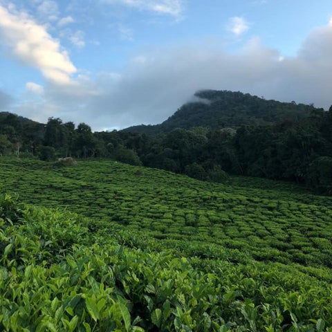 Birdsong Black tea from Lake Missoula Tea Company, showing fresh tea leaves on a Colombian mountain mist tea farm.