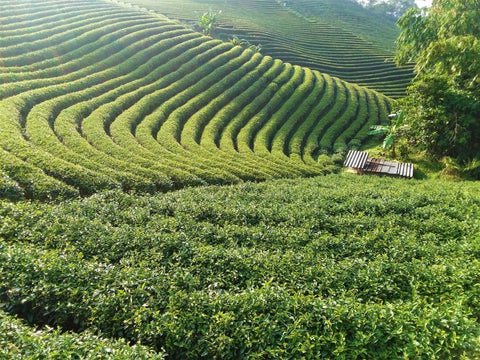 Beautiful view of a tea farm with lush green tea plants, representing Lake Missoula Tea Company's Java Oolong Medium tea.