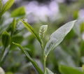 Fresh Keemun tea buds from Lake Missoula Tea Company, showcasing dried, curled tea leaves in a natural setting.