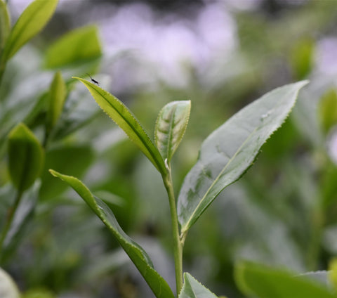 Fresh Keemun tea buds from Lake Missoula Tea Company, showcasing dried, curled tea leaves in a natural setting.
