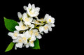 Lake Missoula Tea Company Jasmine Green tea leaves with fresh jasmine flowers, showcasing the aromatic herbal tea blend.
