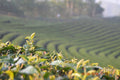 A cup of Halimun Mountain Green and White tea from Lake Missoula Tea Company with fresh tea leaves and a scenic mountain background.