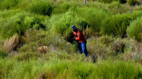 Fresh Rooibos tea leaves on a farm, showcasing the natural ingredients of Lake Missoula Tea Company's Rugger's Rooibos.