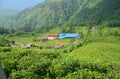 White panda-shaped tea from Lake Missoula Tea Company, displayed with a traditional Nepalese factory in the background.