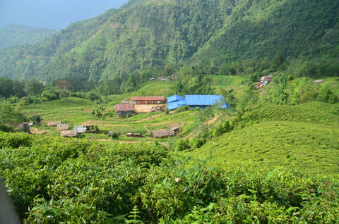 White panda-shaped tea from Lake Missoula Tea Company, displayed with a traditional Nepalese factory in the background.