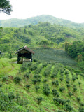 Green and white Halimun Mountain tea leaves from Lake Missoula Tea Company, showcasing fresh, dried tea leaves in a natural setting.