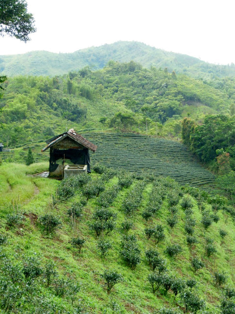 Green and white Halimun Mountain tea leaves from Lake Missoula Tea Company, showcasing fresh, dried tea leaves in a natural setting.