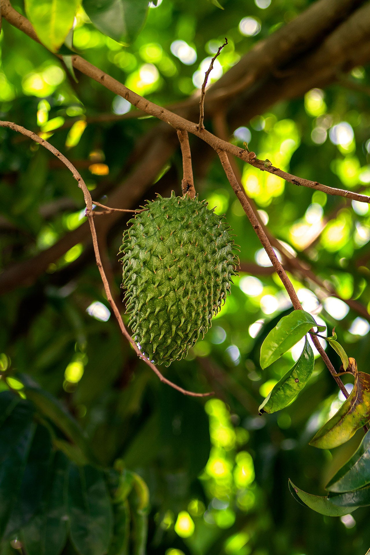 Tropical Fruit Green – Lake Missoula Tea Company