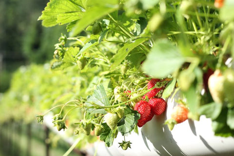 Strawberry Fields Forever image 1