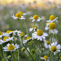 Dried Roman chamomile flowers for tea from Lake Missoula Tea Company, shown in a close-up image.