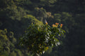 High Mountain Oolong tea leaves from Lake Missoula Tea Company, showcasing rolled green tea leaves in a natural setting.
