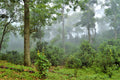 Jasmine Puerh tea from Lake Missoula Tea Company, dried tea leaves with jasmine aroma, in a natural tea grove setting.