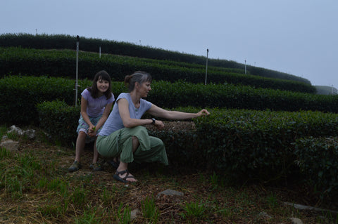 Dry High Mountain Oolong tea leaves from Lake Missoula Tea Company, showcasing tightly rolled, dark green tea leaves.