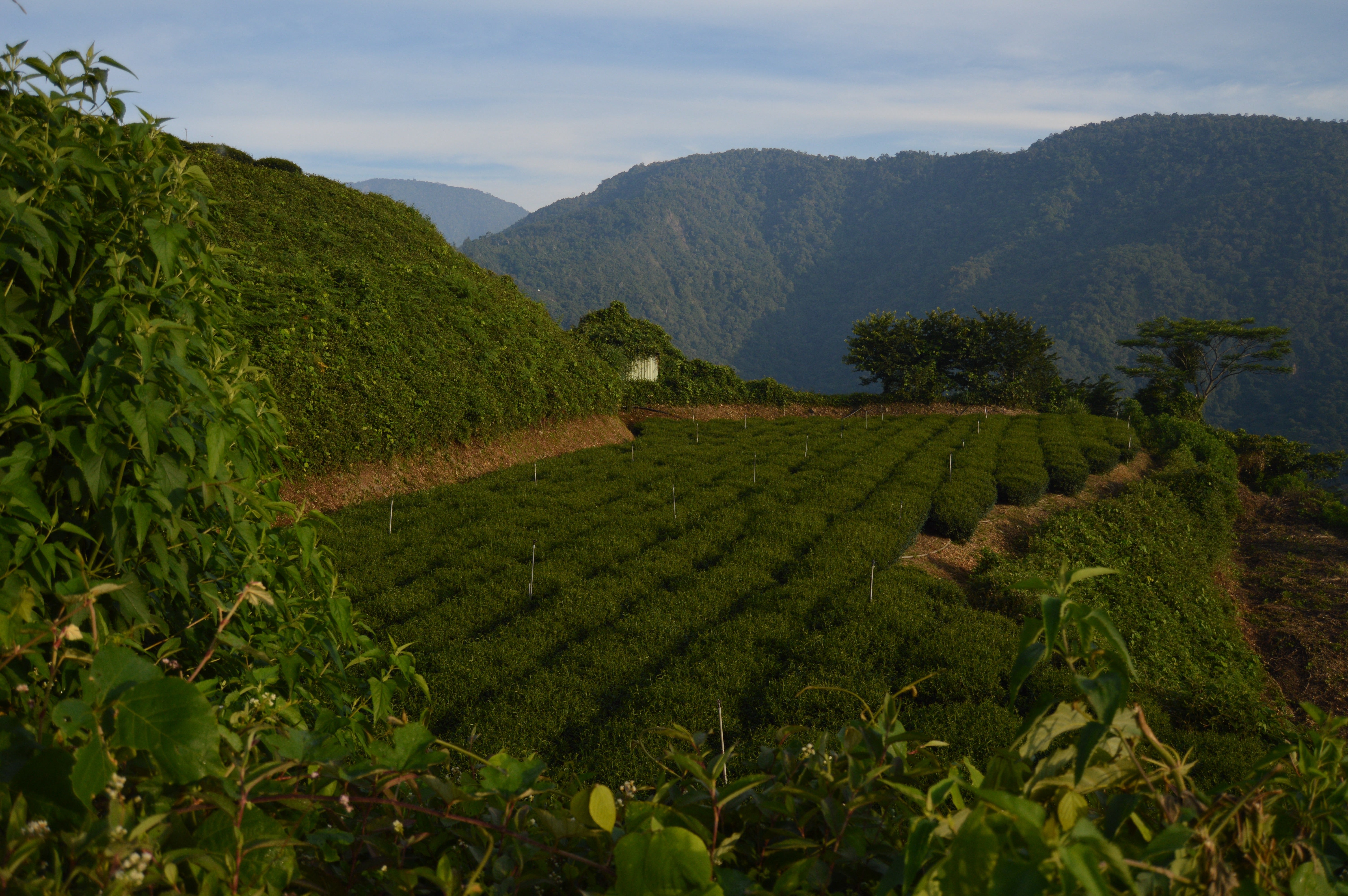 YANGGAO GOLDEN MOUNTAIN WATER TEE Lサイズ High Mountain Oolong – Lake Missoula Tea Company