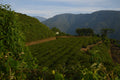 High Mountain Oolong tea leaves from Lake Missoula Tea Company, showcasing rolled green tea leaves with a fresh, vibrant appearance.