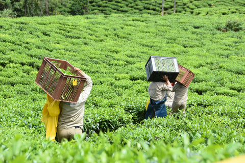 Steaming cup of Mountain Spring Green tea from Lake Missoula Tea Company, showcasing vibrant green tea leaves and brewed in a white cup