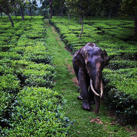 India