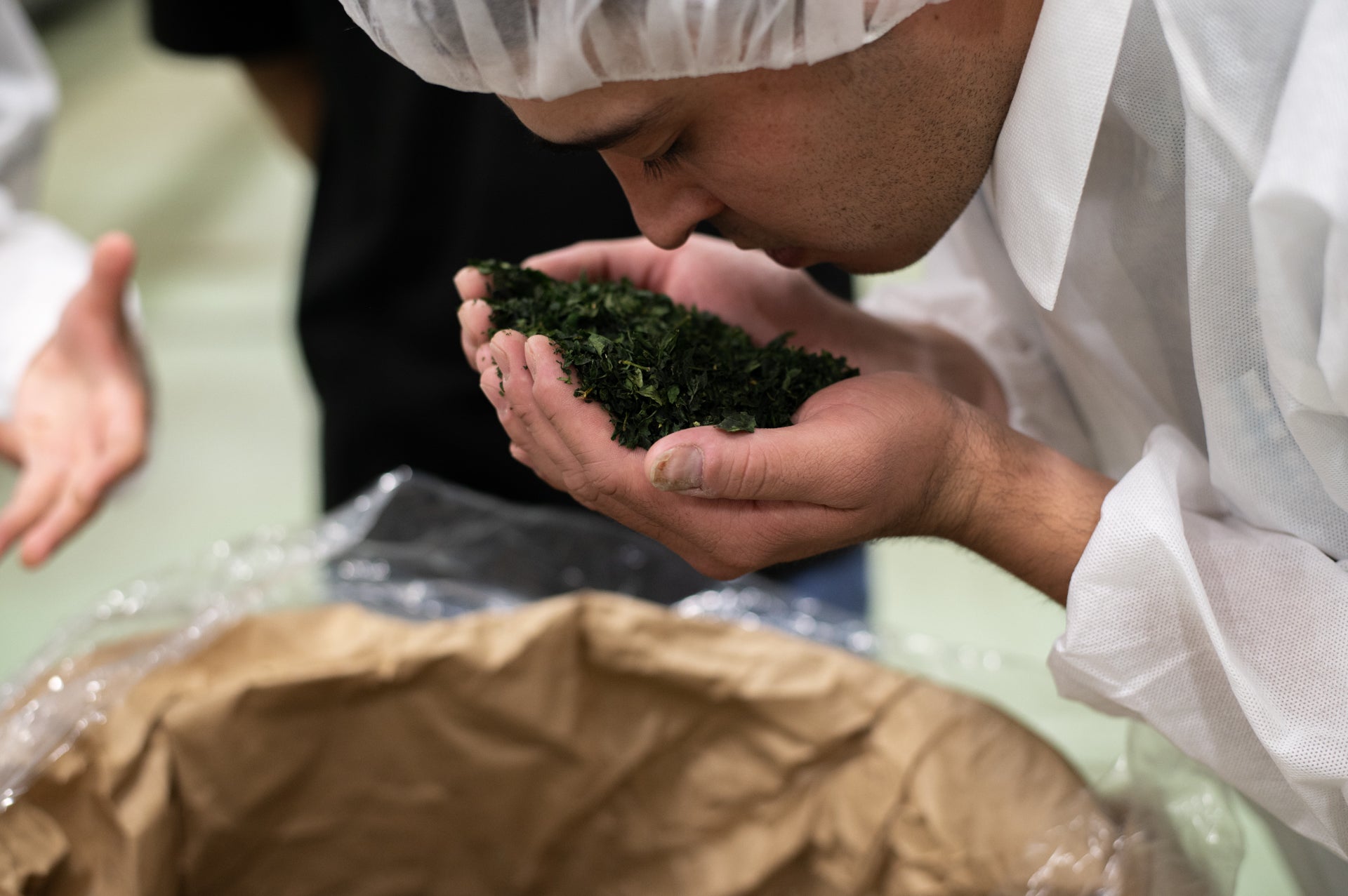 Sencha Fukamushi – Lake Missoula Tea Company