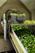 Sencha Fukamushi green tea from Lake Missoula Tea Company, brewed in a traditional Japanese tea cup.