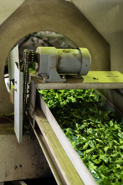 Sencha Fukamushi green tea from Lake Missoula Tea Company, brewed in a traditional Japanese tea cup.
