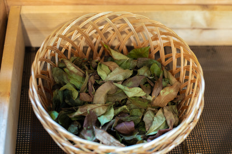Fresh green Gyokuro tea leaves from Lake Missoula Tea Company, showcasing premium Japanese green tea in a traditional style.