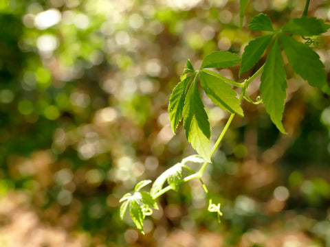 Fresh Jiaogulan herb tea leaves from Lake Missoula Tea Company, showcasing vibrant green Jiaogulan vines ready for brewing.