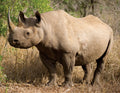Para Sara Peach tea by Lake Missoula Tea Company, with a scenic image of rhino species in the Kavango-Zambezi Transfrontier Conservation Area.
