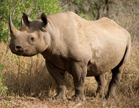 Para Sara Peach tea by Lake Missoula Tea Company, with a scenic image of rhino species in the Kavango-Zambezi Transfrontier Conservation Area.