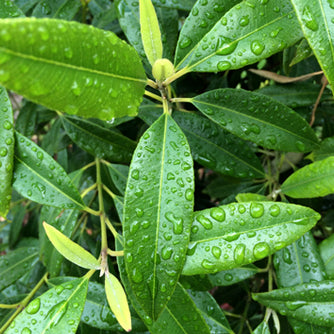 Fresh lemon myrtle tea from Lake Missoula Tea Company's Monthly Tea Explorers Club, featuring vibrant lemon leaves and tea leaves in a farm setting.