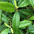 Fresh lemon myrtle tea leaves from Lake Missoula Tea Company, showcasing vibrant green herbs on the farm.