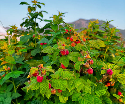 Red Raspberry Leaf