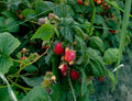 Belly Bliss tea by Lake Missoula Tea Company featuring fresh raspberry leaves on a raspberry bush.