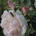 Fresh rose flowers and a bee on rose puerh tea leaves from Lake Missoula Tea Company, showcasing natural floral tea ingredients.