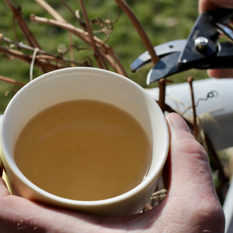 Early spring chrysanthemum flower tea from Lake Missoula Tea Company, showcasing dried chrysanthemum blossoms in a tea display.