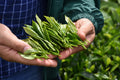 Handful of fresh English Breakfast tea leaves from Lake Missoula Tea Company, showcasing vibrant green tea leaves.