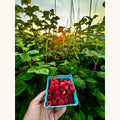 Fresh raspberries on a raspberry patch for Lake Missoula Tea Company's Raspberry Patch tea.