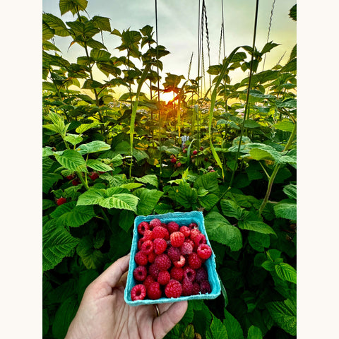 Fresh raspberries on a raspberry patch for Lake Missoula Tea Company's Raspberry Patch tea.