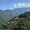 Milk Oolong image 2