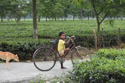 Boy riding a bike outdoors, with a package of Lake Missoula Tea Company's Darjeeling District Green Tea in the background.